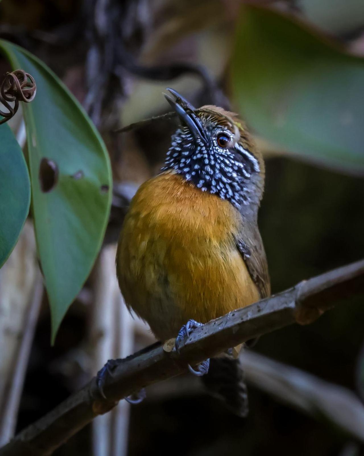 Talamanca Nature Reserve Rivas Bagian luar foto