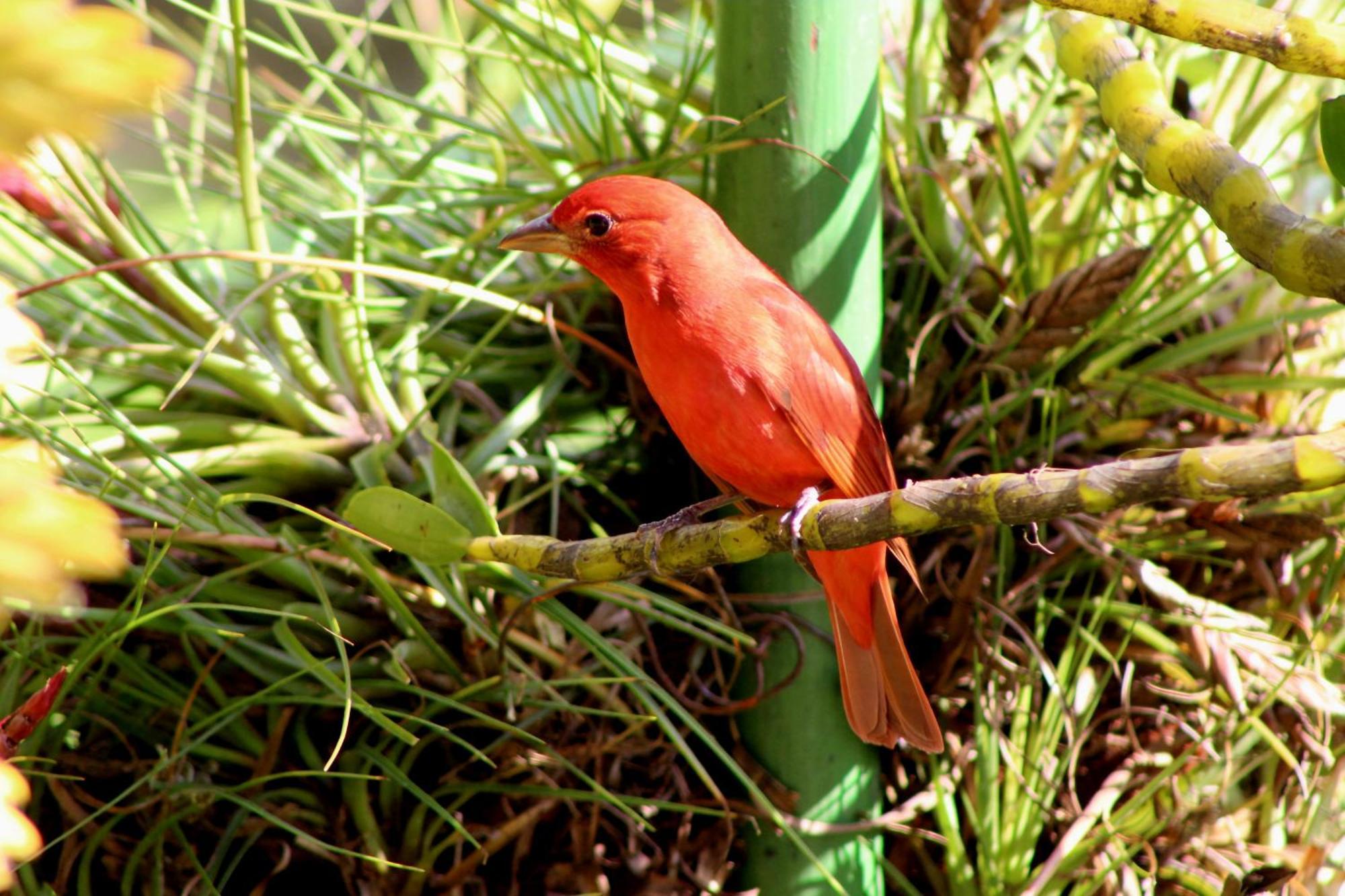 Talamanca Nature Reserve Hotel Rivas Bagian luar foto