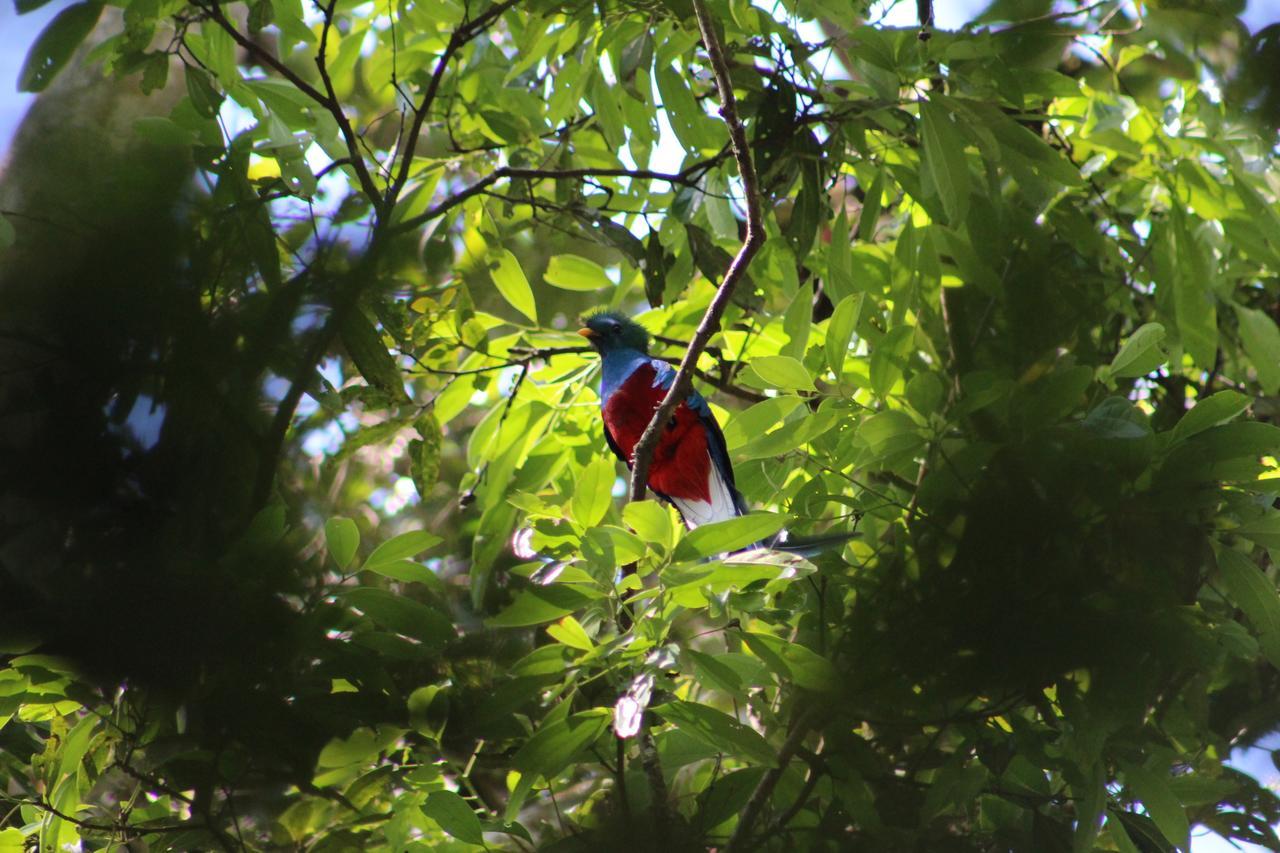 Talamanca Nature Reserve Hotel Rivas Bagian luar foto