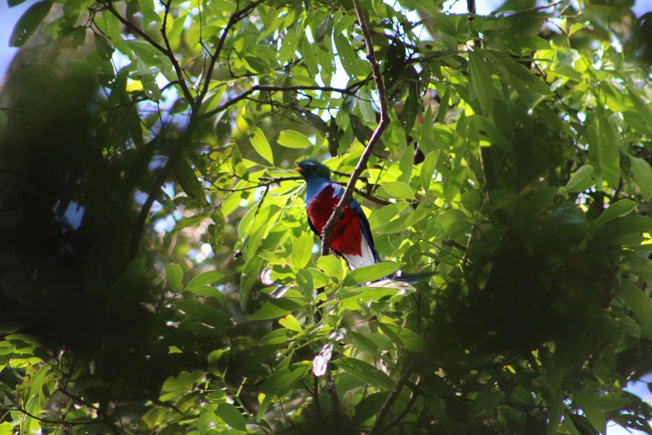 Talamanca Nature Reserve Rivas Bagian luar foto